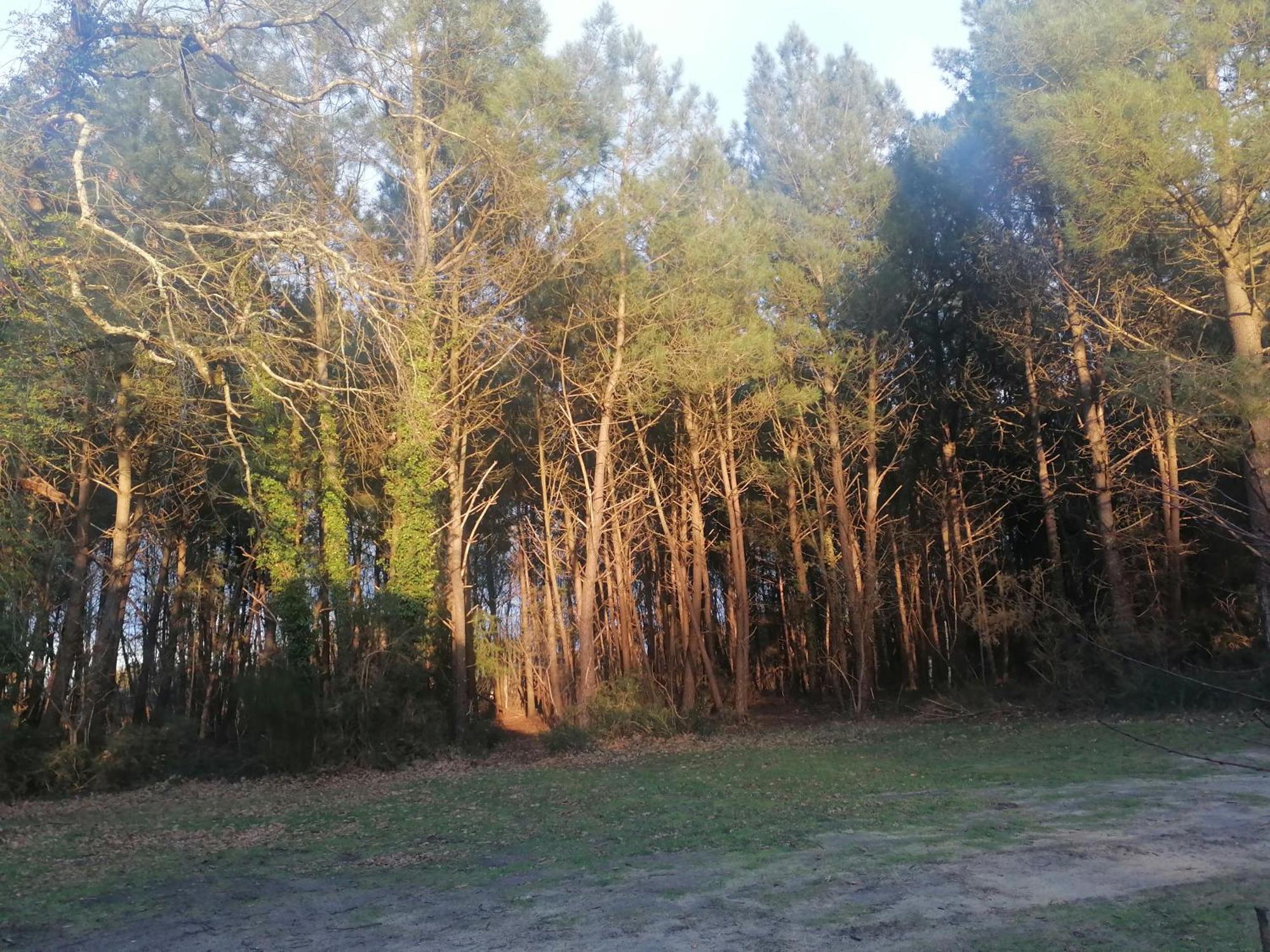 Maison Au Coeur De La Foret Casa de Férias *
